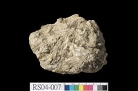 藏品(珊瑚石灰岩)的圖片
